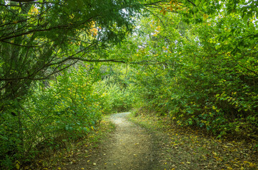 A dirt footpath leads to the woods. Concept of mysterious environment, haunting nature, and tranquil walking trail. Malmsbury Botanical Gardens, Macedon ranges, Australia.