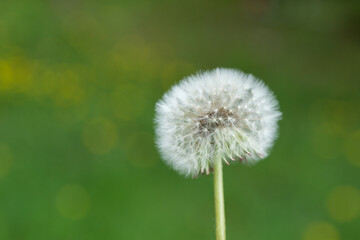 Fluffy white dry dandelion flower and soft blurred green background on a spring day in nature. Close up, selective focus and copy space