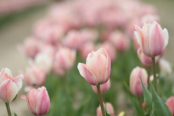 Obraz na płótnie Canvas Tulip Field in Spring