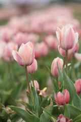 Tulip Field in Spring