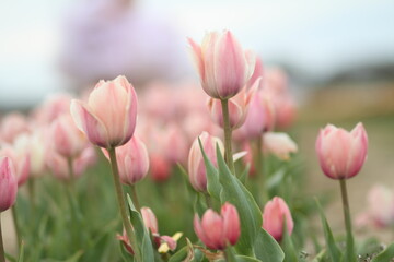 Tulip Field in Spring