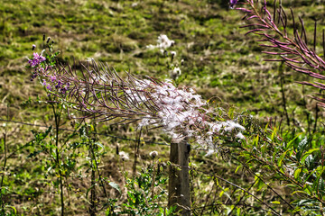 Blume auf einer Wiese 