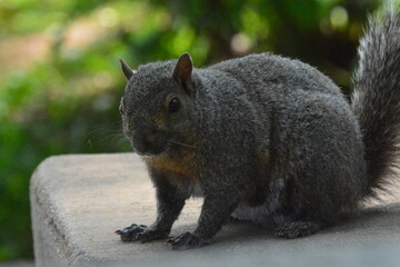 Gray Squirrel's Leisure day at the lake.