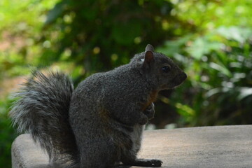 Gray Squirrel's Leisure day at the lake.