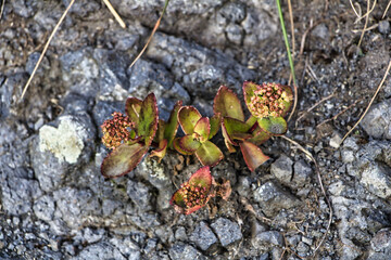Rot grüne Pflanze zwischen Bäumen 