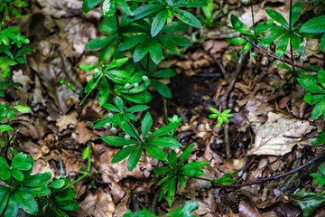 plant in the ground