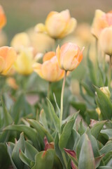 Tulip Field in Spring