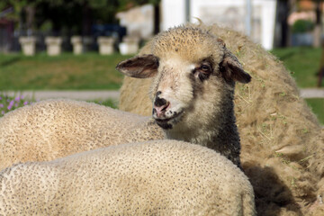 Photo of a young sheep looking at camera and posing for picture, Adobe RGB color space.