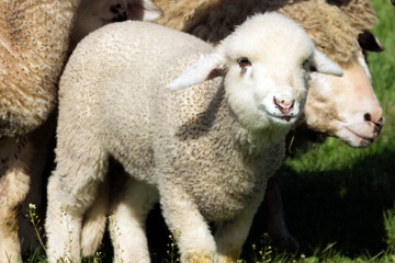 Photo of a lamb looking at camera and posing for picture. Adobe RGB color space.
