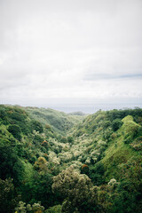 Fototapeta premium Hawaii jungle landscape with pacific ocean in the background and