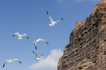 Seagulls flying freely. Cliff of Los Gigantes, Tenerife, Canary 