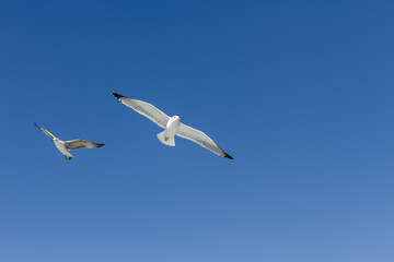 Obraz premium Seagulls flying freely. Cliff of Los Gigantes, Tenerife, Canary 