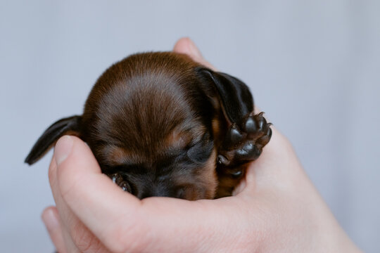 A newborn dachshund puppy shows a paw.