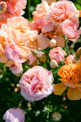 Close up of pink flower fields