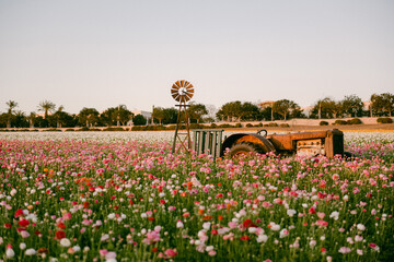 Tractor in colorful flower fields