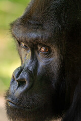 A Closeup of a Silverback Gorilla