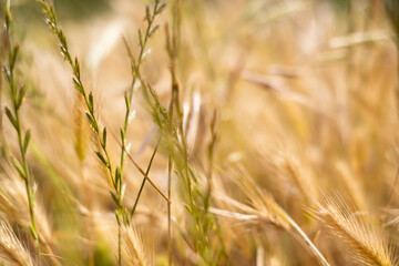 Fototapeta premium golden field of wild grasses, which look like wheat.Tenerife.Spain