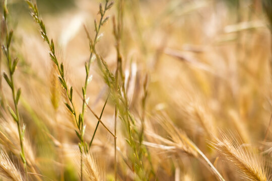 golden field of wild grasses, which look like wheat.Tenerife.Spain
