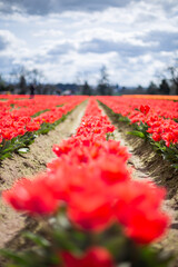 red tulips in the garden