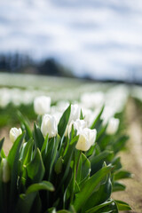 white tulips in the field