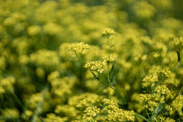Fototapeta premium small yellow wildflowers in the field 