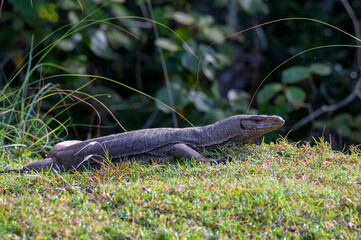 Bengal monitor or Varanus bengalensis in grass