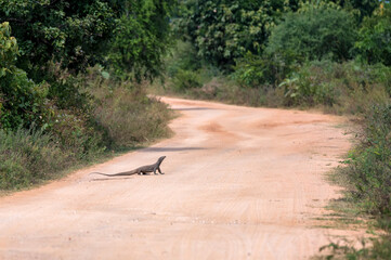 Bengal monitor or Varanus bengalensis on a road