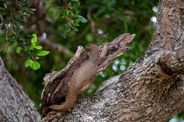 Obraz premium Bengal monitor or Varanus bengalensis on a tree