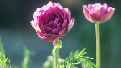 pink tulip flower in sun light 