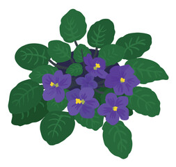 Violet saintpaulia on white background. Hand drawn potted African violet. Houseplant. Vector