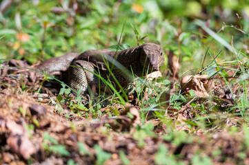 Bengal monitor or Varanus bengalensis in grass