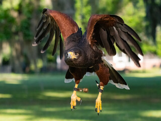 harris hawk in flight while training with bells around its legs