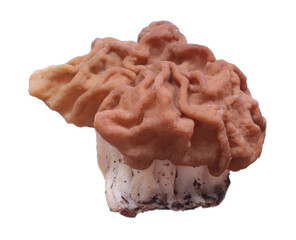 Snow false morel (Gyromitra gigas) mushroom isolated on white background