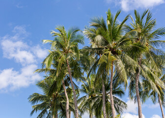 Fototapeta na wymiar Green coconut trees on blue sky background, copy space