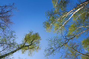 View into the treetops of birch and alder trees with green spring leaves against a clear blue sky,...