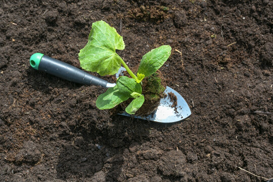 Organic zucchini seedling on a planting shovel on dark fertile soil in the vegetable garden, spring gardening for the kitchen, copy space, selected focus