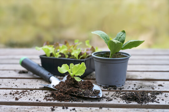 Lettuce and vegetable seedlings with a planting shovel on a wooden outdoor table, spring preparation for kitchen garden or balcony, copy space
