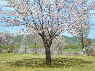 Fototapeta na wymiar 北海道の桜