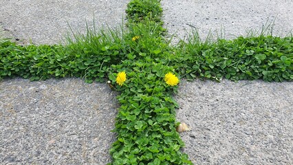 Fresh green grass is slowly swallowing up the concrete slab walkway in the park. Two yellow dandelions bloomed in the grass. Nature struggles with the creation of man