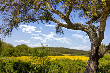 Fototapeta premium tree in the field