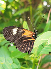 Black and orange butterfly on a flower