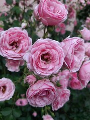 roses