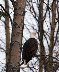 white tailed eagle