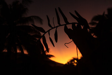 Orchidée au coucher de soleil