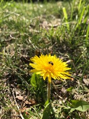 dandelion in the grass