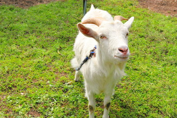 牧場のヤギ
Ranch goat