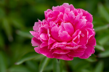 舞鶴公園のシャクヤクN