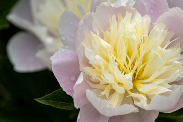 舞鶴公園のシャクヤクM