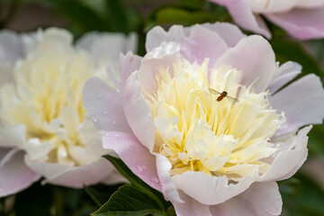 舞鶴公園のシャクヤクL