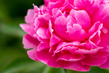 舞鶴公園のシャクヤクK